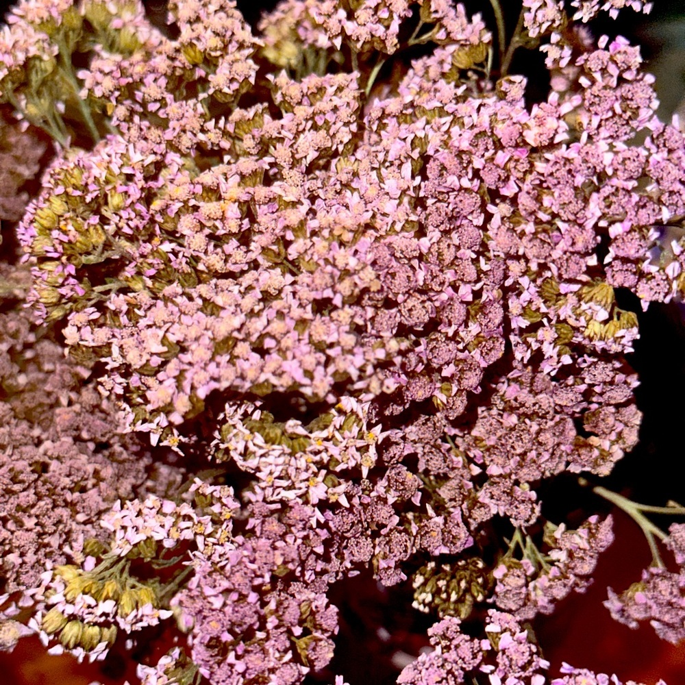 Alaskan Purple Haze Yarrow Flower